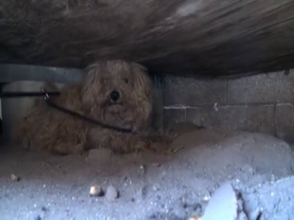 Yeniden hayata dönüş!