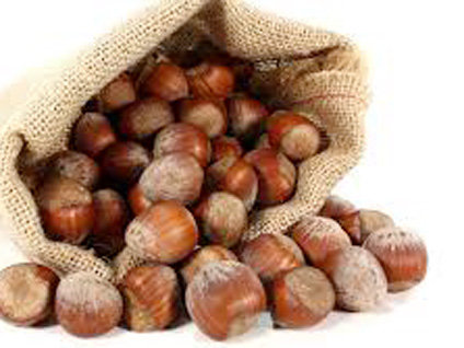 Fındık hasadı başladı