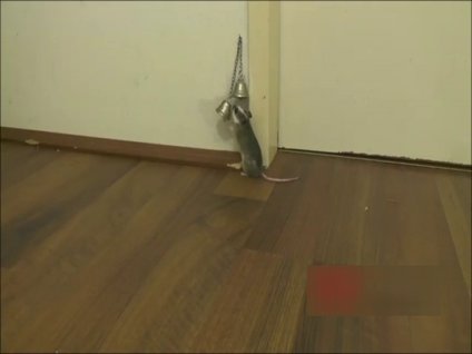 Eve girmek için zili çalan fare