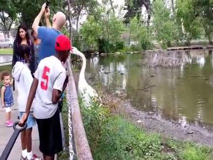 Resim çekenlerden nefret eden kuğu