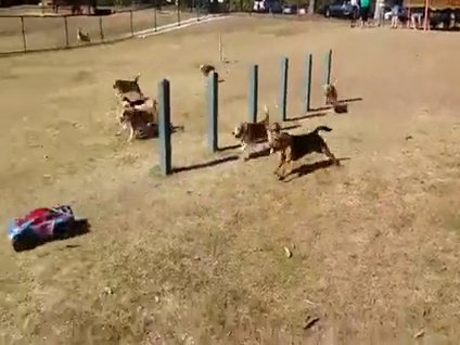 Köpekleri çıldırttı!