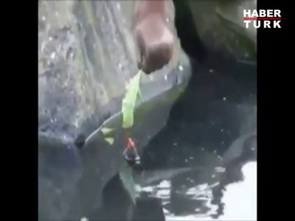 Orangutan civcivi kurtardı