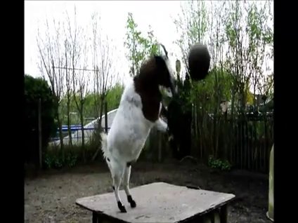 Kalecilikte çığır açan keçi