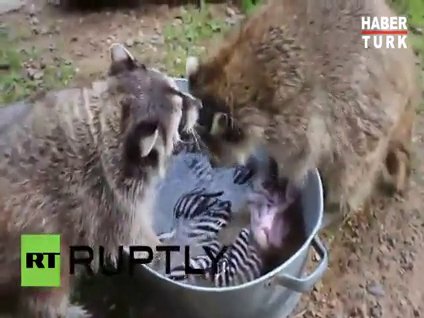 Çamaşır yıkayan rakun!