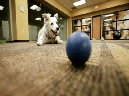 1000'den fazla kelime bilen köpek