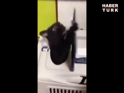 Kafesten çıkmamakta inat eden kedi