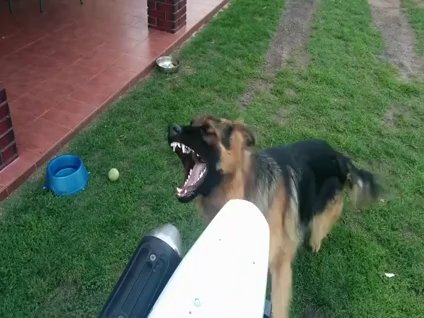 Egzoza kafayı takan köpek