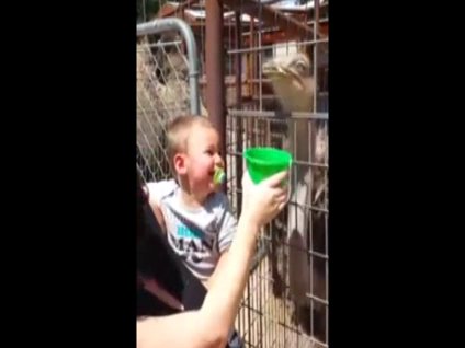 Aç devekuşuna doyasıya güldü