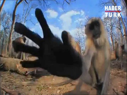 Maymunları korkutan gizli kamera