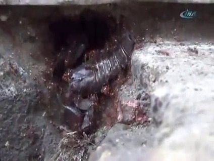 Akrep taşıyan karıncalar