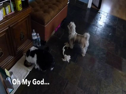 Çaresiz köpek, kediyi böyle izledi