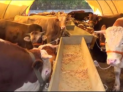 Arabaya karşılık tosun