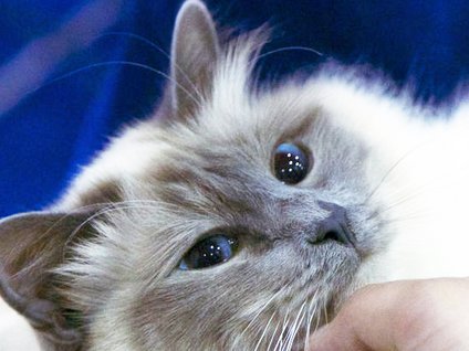 Astıma karşı evcil hayvan