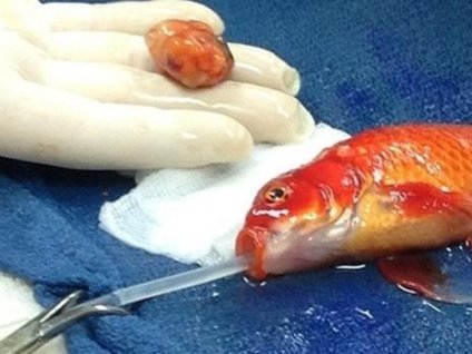 Japon Balığına beyin ameliyatı