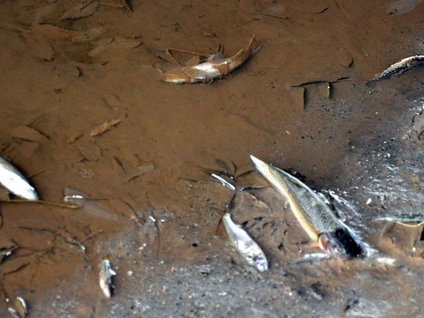 Toplu balık ölümleri