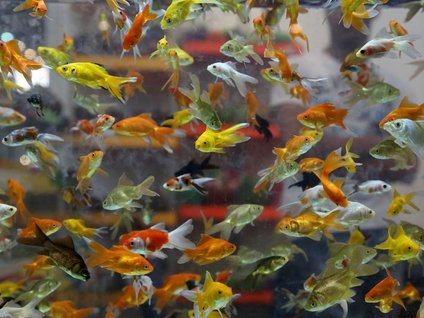 Sevimli dostlar bu fuarda