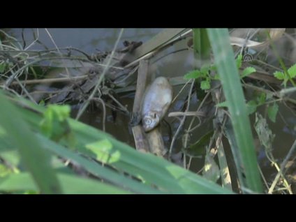 Sakarya'da onlarca balık telef oldu