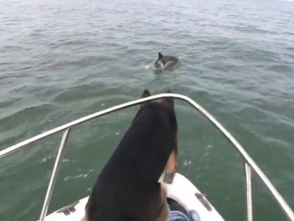 Meraklı kurt köpeği bakın ne yaptı?