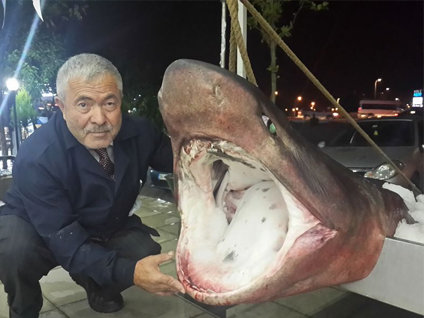 Dev köpekbalığı Marmara'da yakalandı!