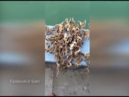 İlk kez görüntülendi. Gözlerine inanamadılar