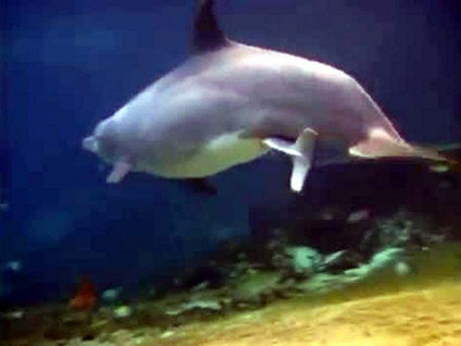 Bir yunusun doğum anı işte böyle görüntülendi!