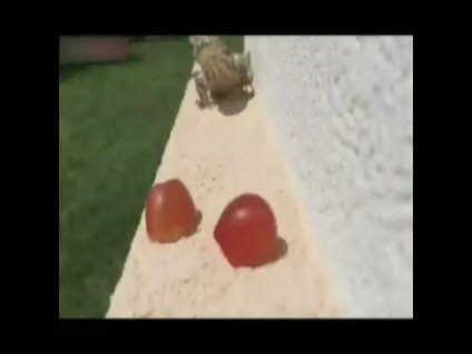 Kertenkelenin üzüm keyfi