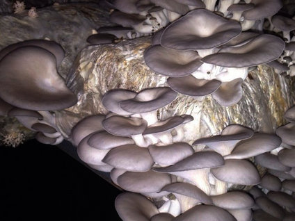 Zehirli mantarlar ölüm saçıyor