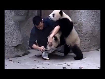 Pandaların ilaç içmeme çabaları harika!