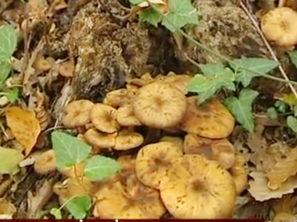 Köygöçüren tehlike saçıyor