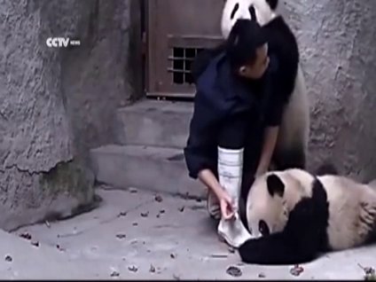 Şirinlik patlaması yaşayan pandalar