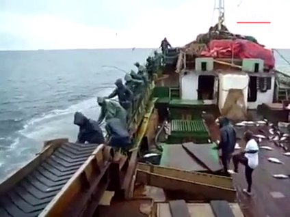 Balıkları peynir ekmek gibi avlayan balıkçılar