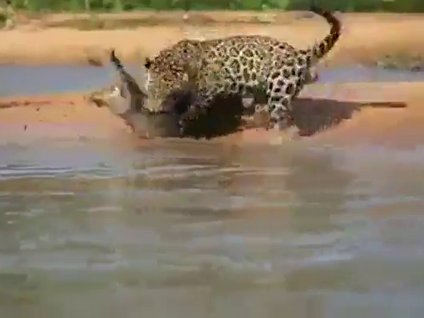 Vahşi doğada inanılmaz anlar!