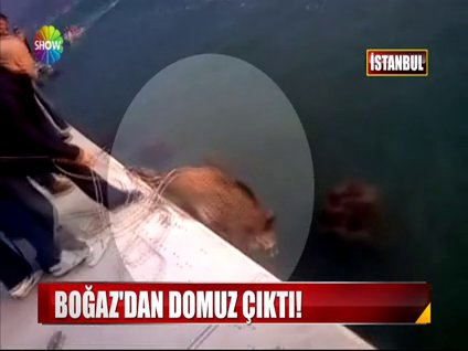 Boğaz'dan domuz çıktı!