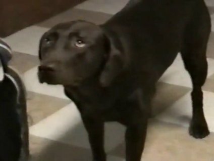 Suçluluk duygusu çeken köpekler