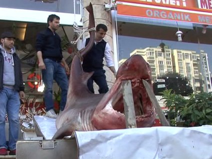 1,5 ton ağırlığında 'köpekbalığı'