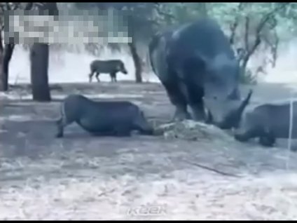 Gergedan domuzu havaya fırlattı