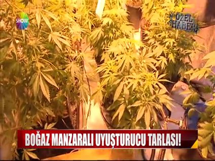 Boğaz manzaralı uyuşturucu tarlası!