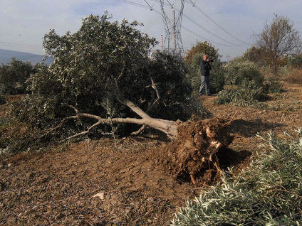 6 bin ağaç kesilmesine tepki büyük!