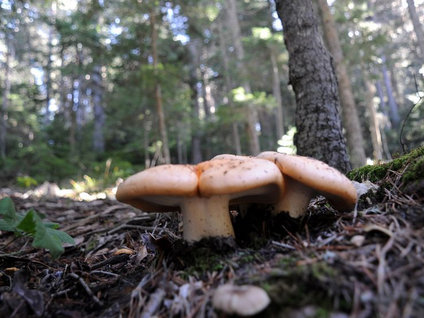 Zehirli mantar çocukların sonu oldu