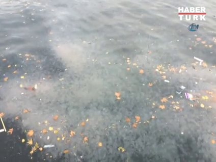 Denizanaları İstanbul Boğazı'nı istila etti