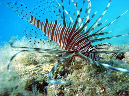 Zehirli balıklar tehlike saçıyor