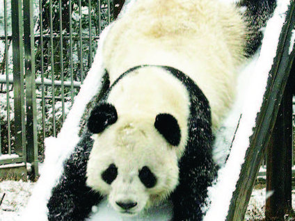 Bir Pandanın kar keyfi