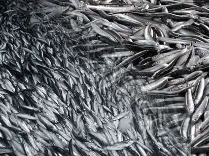 Balık fiyatları yine yükseldi