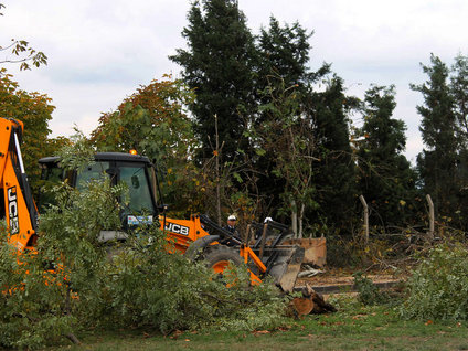 Yalova'da 158 ağaç kesildi