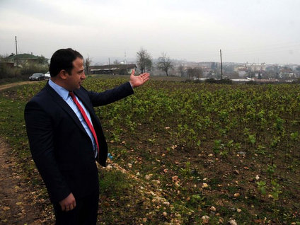 Arkeolojik sit alanına tütün ektiler