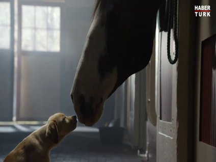 Köpeğin at aşkı!