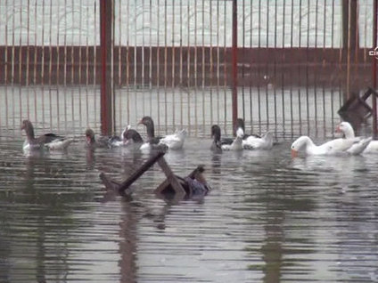 Ördekler yollarda "yüzdü"