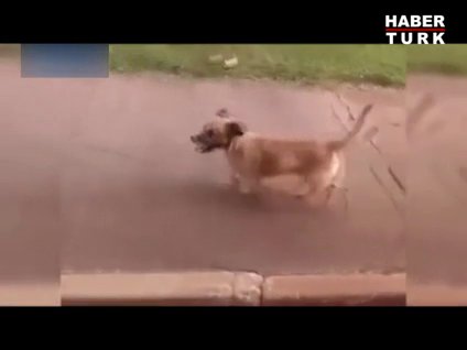 Sahibinin götürüldüğü ambulansı takip etti!