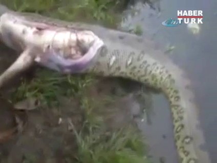 Yılanı canlı canlı yarıp timsahı çıkardılar