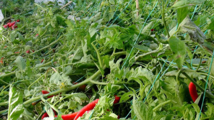 Hortum seraları vurdu